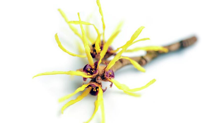 Hamamelis in Proctonic